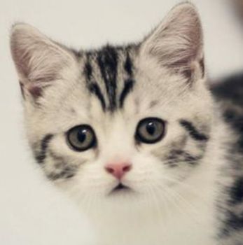 美国短毛猫
