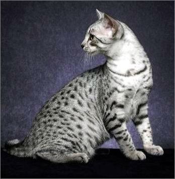 埃及猫
