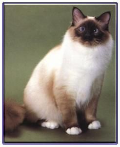 伯曼猫