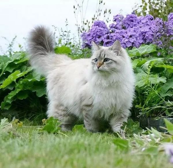 西伯利亚森林猫