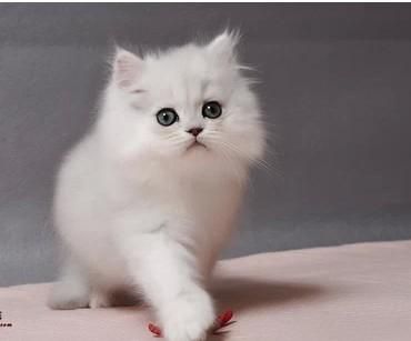 金吉拉猫