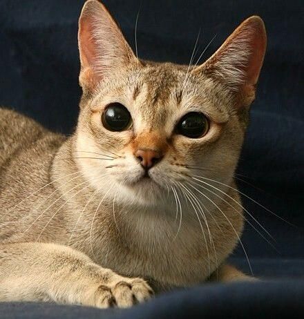 新加坡猫