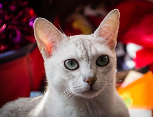 波米拉猫