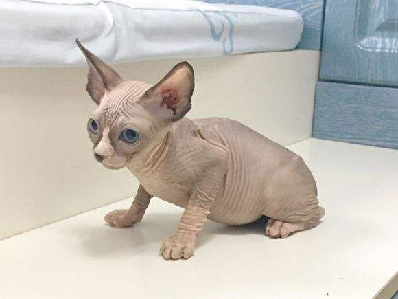 加拿大无毛猫(斯芬克斯猫)