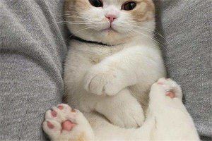 猫咪怀孕可以驱虫吗？