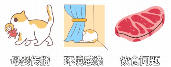 猫咪体内驱虫