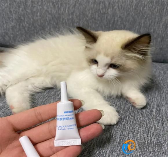 猫咪体内驱虫怎么操作
