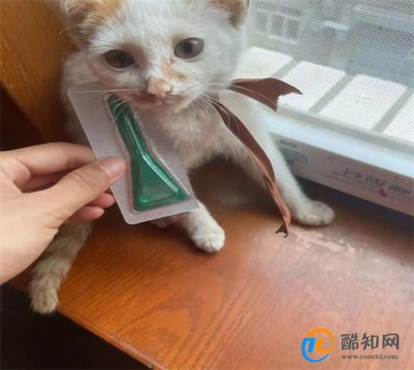 猫咪体内驱虫怎么操作
