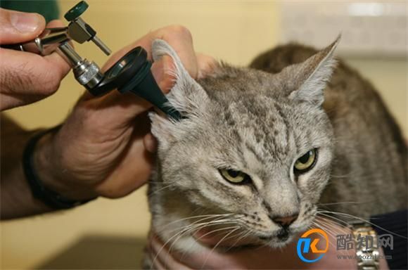 猫咪体内驱虫怎么操作