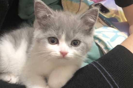 猫体内驱虫药的品牌