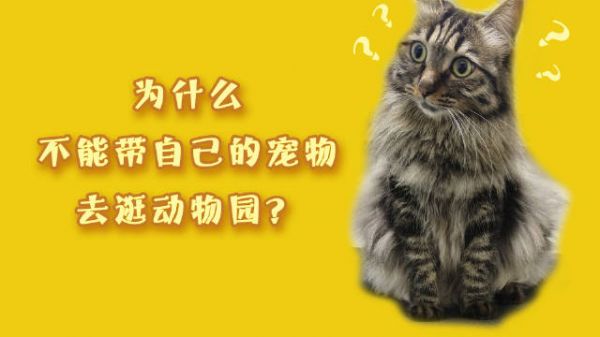 为什么不能带宠物去动物园？