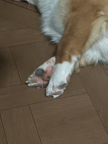 狗狗不舒服的日子。24小时都可以来