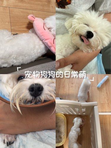 一只抛弃世俗欲望的小狗狗