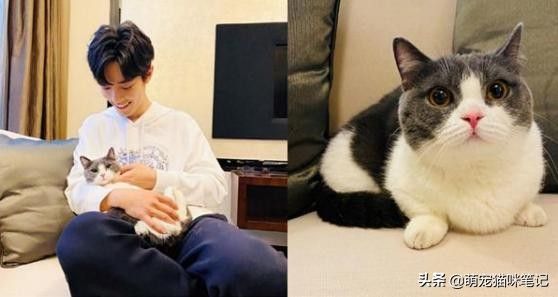 肖战的猫是什么品种