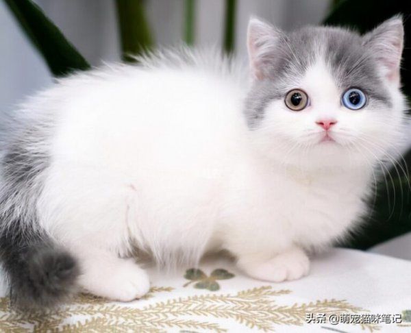 肖战的猫是什么品种