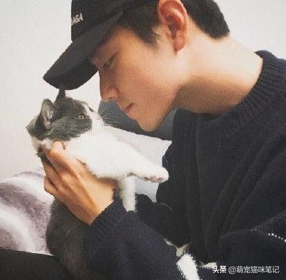 肖战的猫是什么品种