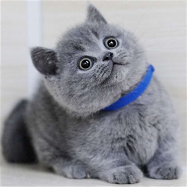 成都出售乳白幼猫拿破仑曼基康矮脚猫纯种幼猫英短乳白蓝白宠物猫