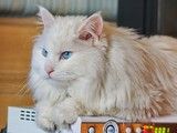 成都多少钱一只波斯猫 宠物市场 放心选购
