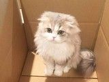 成都哪里买折耳猫 正规猫舍出售