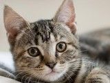 成都多少钱一只虎斑猫 宠物市场 放心选购