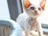 成都多少钱一只卷毛猫 宠物基地 可签订协议