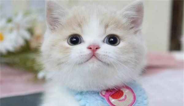 矮脚猫需要补充软骨素么