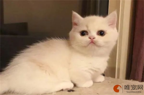 矮脚猫一般人养得下来吗
