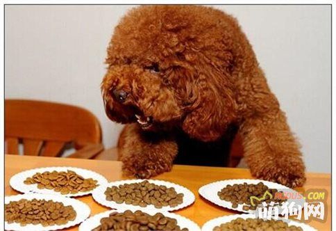 狗狗很挑食？正确饮食的六个基本原则！