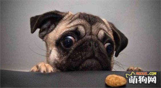 狗狗很挑食？正确饮食的六个基本原则！