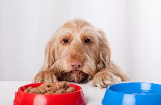 宠物狗健康饮食与运动指南