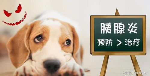 胰腺炎狗狗，营养饮食，健康养护。