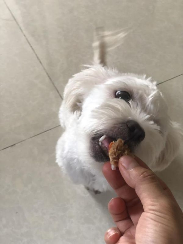自制狗饭狗湿粮的做法