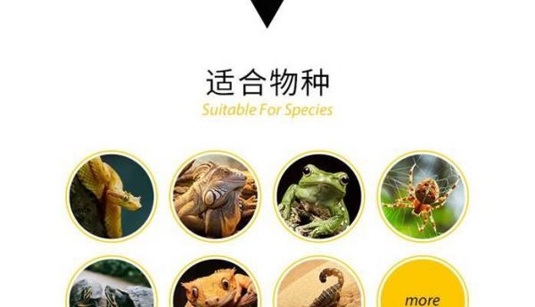 新手养蜥蜴的五种首选与饲养技巧（价格、生活习性和饲养方式介绍，助你成为合格蜥蜴主人）