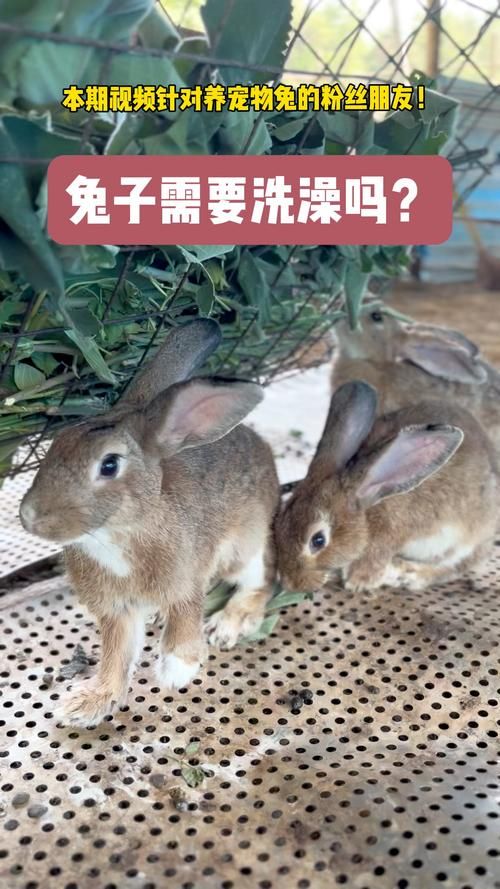 宠物兔需要洗澡吗?-宠物兔需要洗澡吗