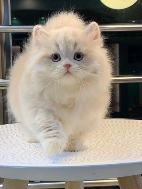矮脚拿破仑猫，可爱易养宠物