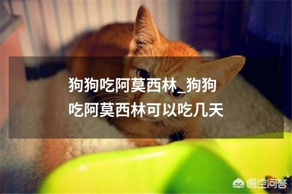 狗狗吃阿莫西林_狗狗吃阿莫西林可以吃几天