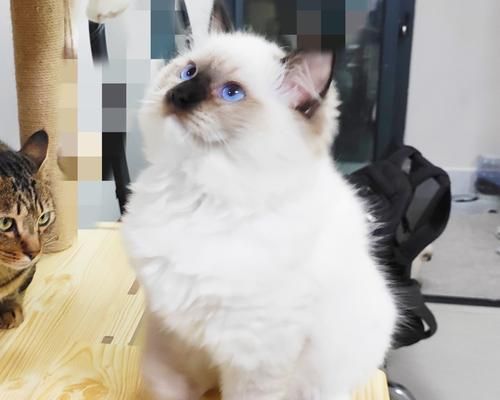 矮脚布偶猫之美（探秘矮脚布偶猫的魅力）