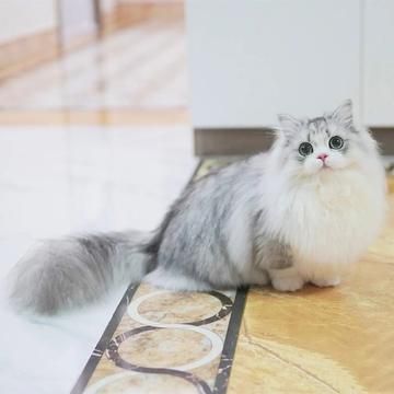拿破仑矮脚猫好养吗,拿破仑猫吃什么猫粮