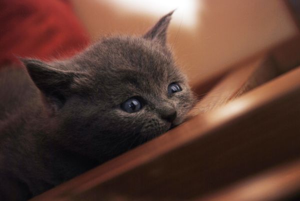 英短猫 English short cat