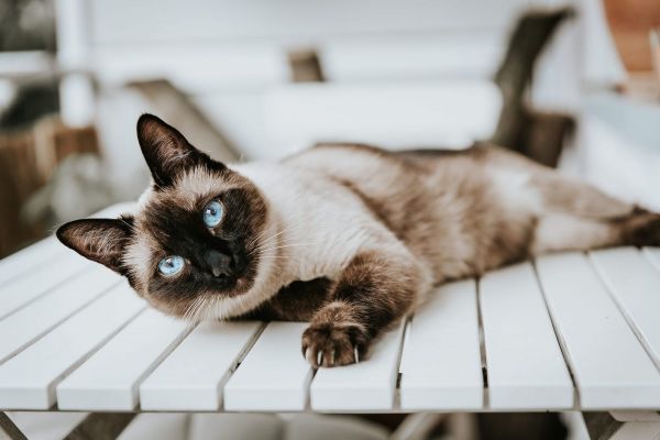 矮脚猫 Short legged cat