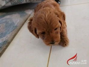 宠物不想养了在哪里可以卖宠物狗?