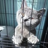 我爱喵子