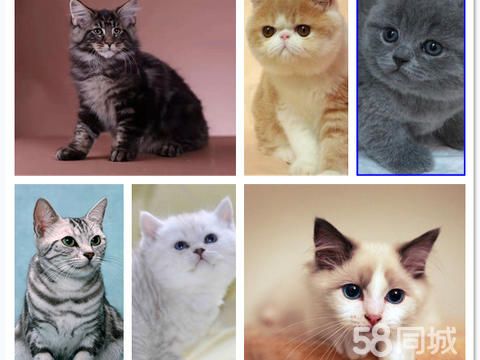 狗猫驿站·渑池本地猫舍出售各类品种包建康包纯种