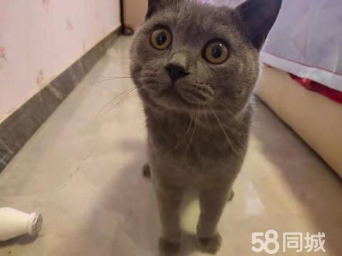 渑池县玖信食品商贸中心·因本人家中有事，没有时间去照顾爱宠
