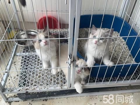 渑池宠物猫·自家繁育的小布偶喜欢同城自提