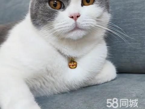 渑池宠物猫·英短蓝白