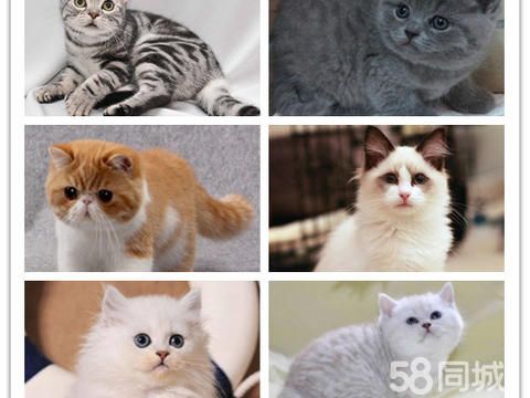 萌宠港湾·本地猫舍出售高品质宠物猫包健康包纯种