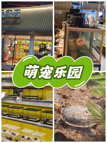 重庆萌宠乐园‼️迷你动物园+高端洗护一站