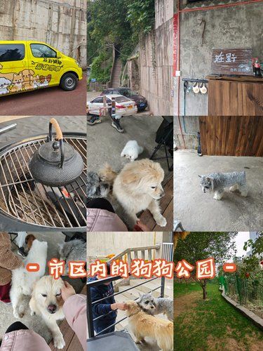 市区内的狗狗公园