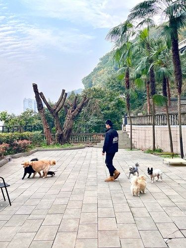 重庆超级宝藏的山野宠物寄养